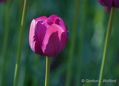 Purple Tulip_48822.jpg - Photographed near Ottawa, Ontario - the Capital of Canada.